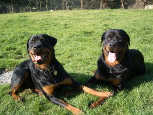 Wynhol Farm Visitors