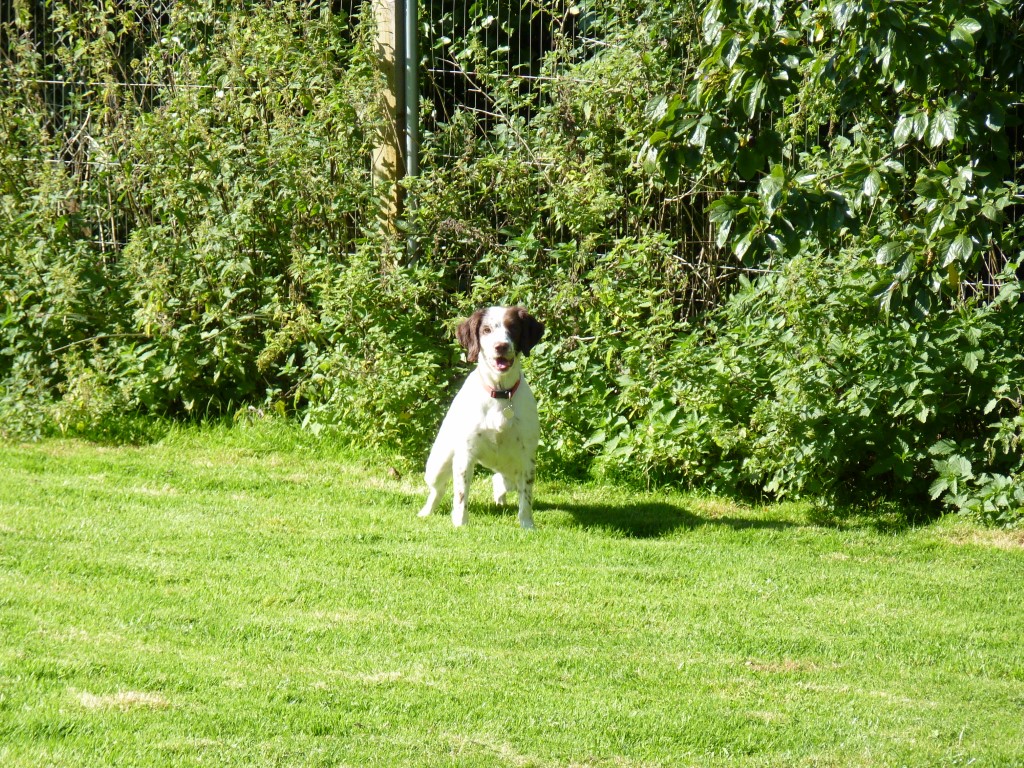 Wynhol Farm Boarding Kennels and Cattery North Somerset, Clevedon